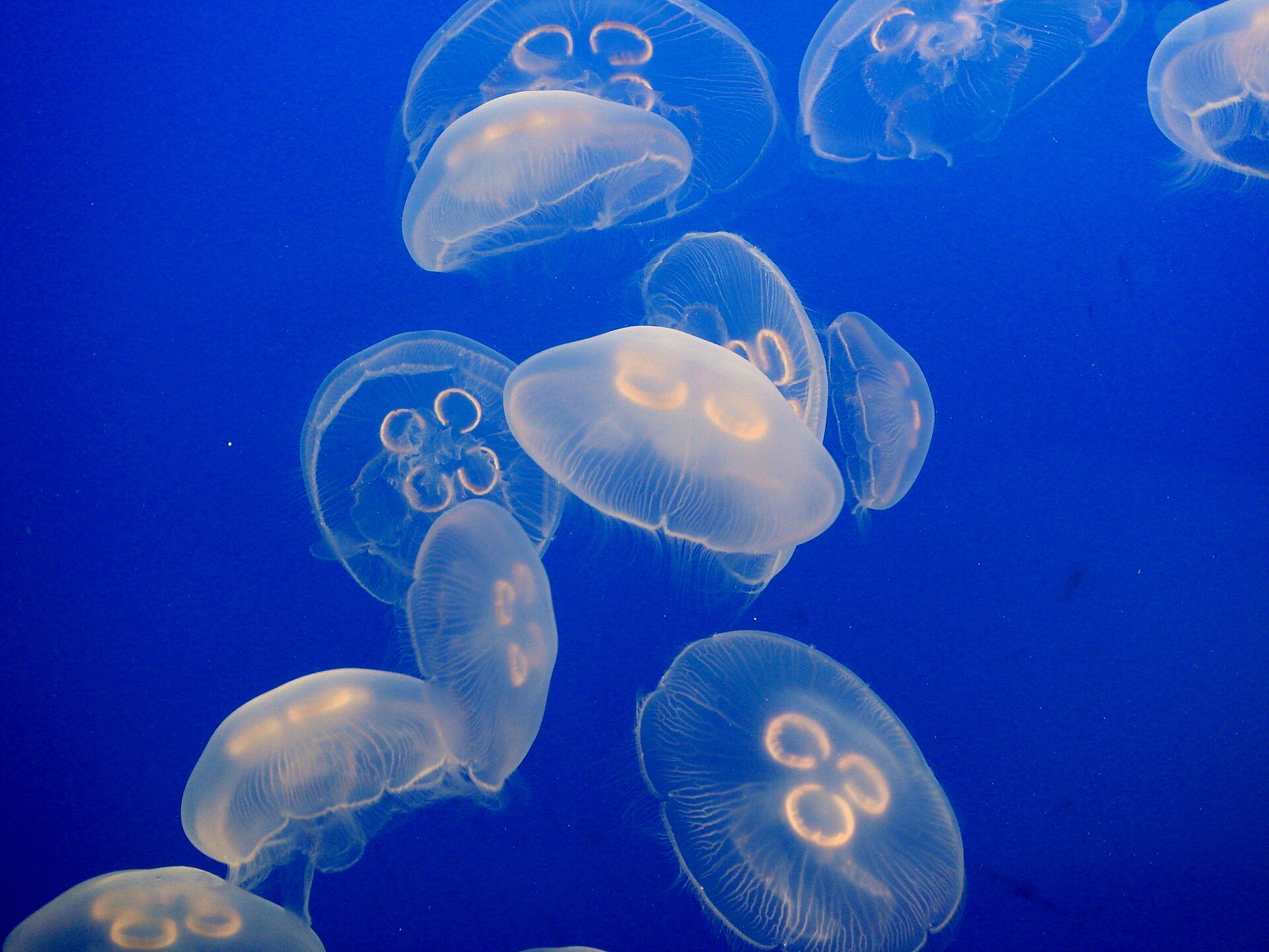 Méduses Aurelia photographiées à l’aquarium de Vancouver, Anna Fiolek / NOAA. Illustration de contexte, sans lien avec les projections de l’exposition.
