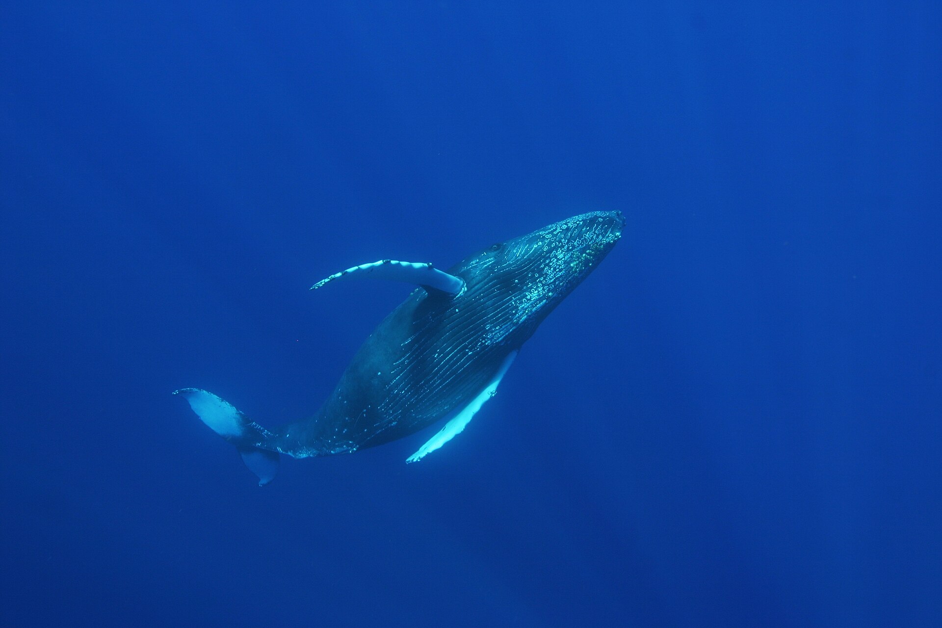 Baleine à bosse sous l’eau à Hawaï, photographie Ed Lyman / NOAA. Illustration de contexte, sans lien avec les projections de l’exposition.