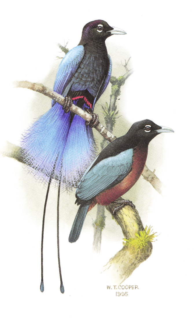 Visuel officiel de l'exposition Plumes du Paradis