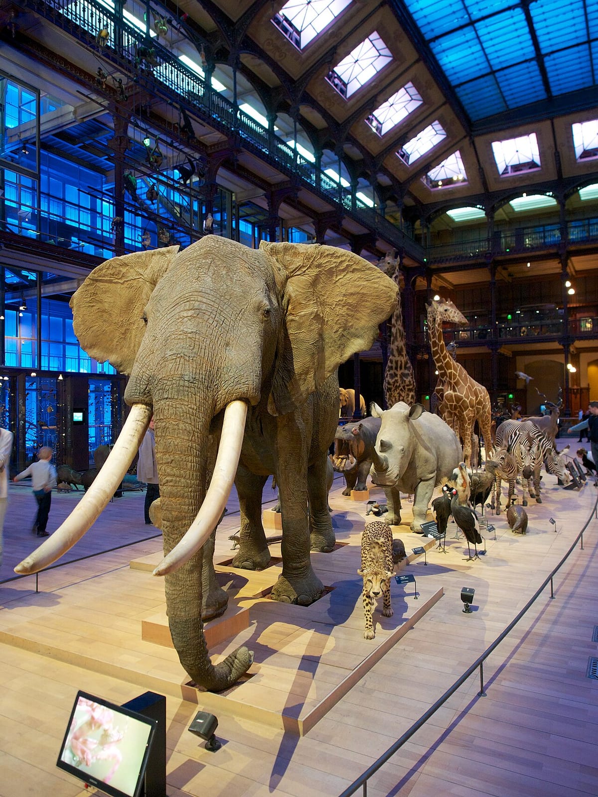 Visuel documentant Grande Galerie de l Evolution