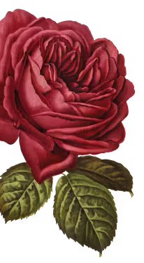 Vue de Jardin d'Acclimatation